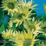 Green Jade Ornamental Sunflower Hybrid Seeds, Professional Pack, 15 Seeds / Pack #NF975