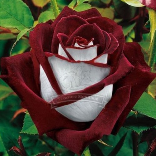 1 Professional pack, 420 seeds / pack, LOVE IN ROSE RARE ROSE BUSH RED WHITE ROSE