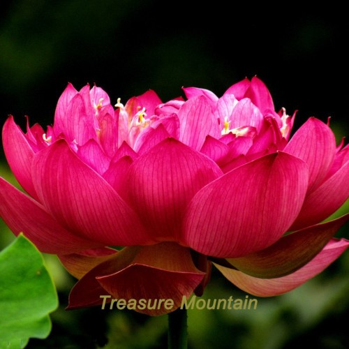 1 Professional Pack, 1 seeds / pack, 'Empress Wu' Red Lotus Flower Water Lily Flower Aquatic Plants DIY #NF213