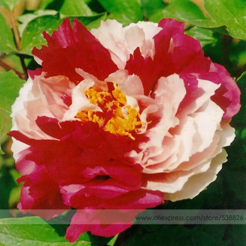 Heirloom Red White Peony Seedling Flower 'Er Qiao' Seeds, Professional Pack, 5 Seeds / Pack, Very Beautiful Garden Flower NF743