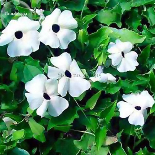 Thunbergian White Morning Glory with Black Eyed Susan Flowers, 20 seeds, vine climbing flowers E3776