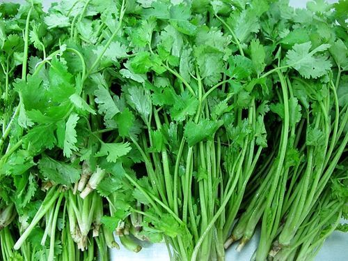 BELLFARM Coriander Heirloom Chinese Parsley Seeds, 150 Seeds, Original pack, tasty cilantro organic vegetables D011