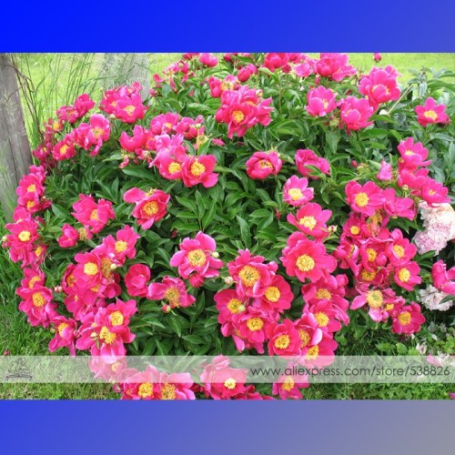 Red Single Peony Bush Flower Seeds, 1 Professional Pack, 5 Seeds / Pack, A Cluster of Strong Fragrant Garden Peony Flower #NF545