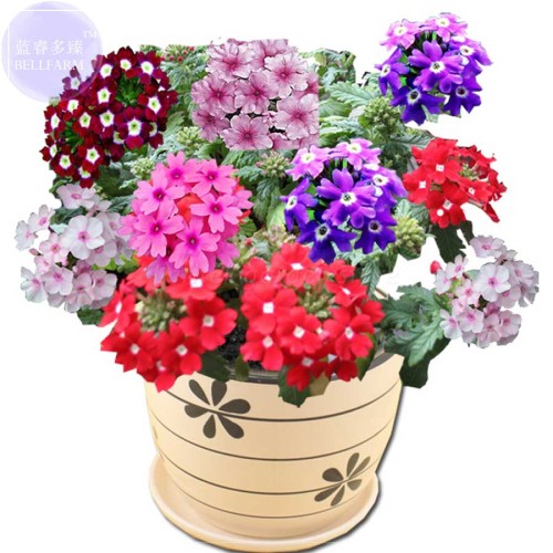 BELLFARM Verbena hybrida Voss Perennial Plant Seeds, 80 Seeds, garden essentials long flowering E4200