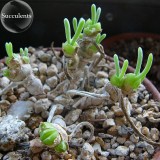 Imported Monilaria Moniliforme Green Little Rabbit Succulent Plants, 10 seeds, lovely bonsai succulent E3840