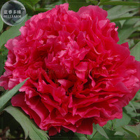 'Touguan Bride' Peony Seeds, 5 seeds, professional pack, a must for loving big blooms rose red flowers E4109