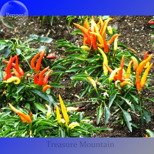 100% Genuine Capsicum Dream Sally Ornamental Pepper, 15 seeds, colorful bonsai vegetables TS239T