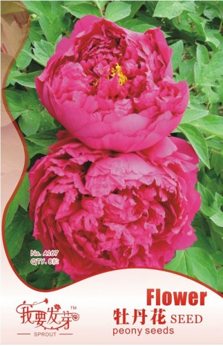 10 Original Packs, 8 seeds / pack, Feral Luoyang Red Peony Plants with Big Red Flowers, Fragrant Paeonia Suffruticosa