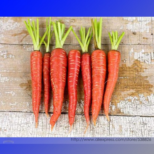 Atomic Red Carrot Organic Seeds, Professional Pack, 100 Seeds / Pack, non-GMO Vegetables #NF944