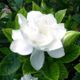 BELLFARM Gardenia Cape Jasmine White Flowers, 20pcs Bonsai Seeds, strong fragrant double petals for home garden