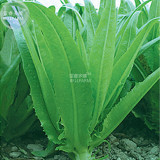 BELLFARM Romaine Lettuce (Lactuca L. var. longifolia) Vegetable Seeds, 200 seeds, cos lettuce organic home garden