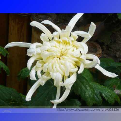 White Chrysanthemum Flower Seeds, Professional Pack, 50 Seeds / Pack #NF968
