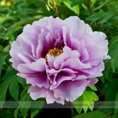 Pivoine Japanese Peony Flower Seeds, 1 Professional Pack, 5 Seeds / Pack, Light Purple Tree Peony Flower #NF542
