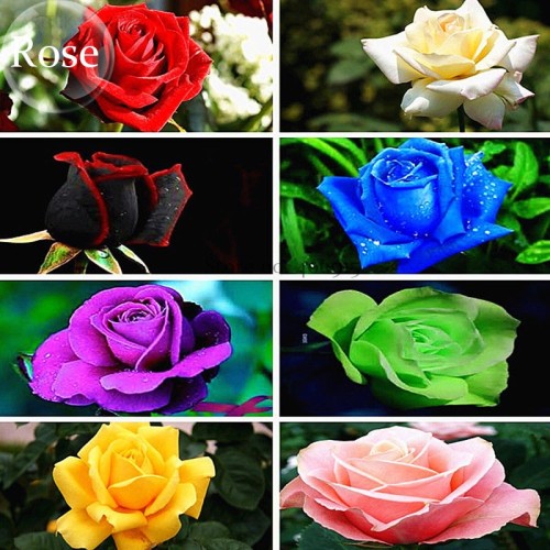 Rare 8 Types of Colorful Valentine's Romantic Rose Flower, 50 Seeds, garden flowers E3788