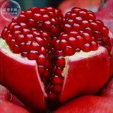 BELLFARM Giant Pomegranate Seeds, 20 Seeds, Professional Pack, tasty organic fruits punica granatum E4188