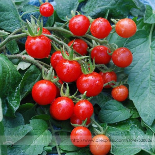 Mexico Midget Tomato Seeds, Professional Pack, 100 Seeds / Pack, Tiny Fruit for Snack-salad or Any Way You Desire #TS021
