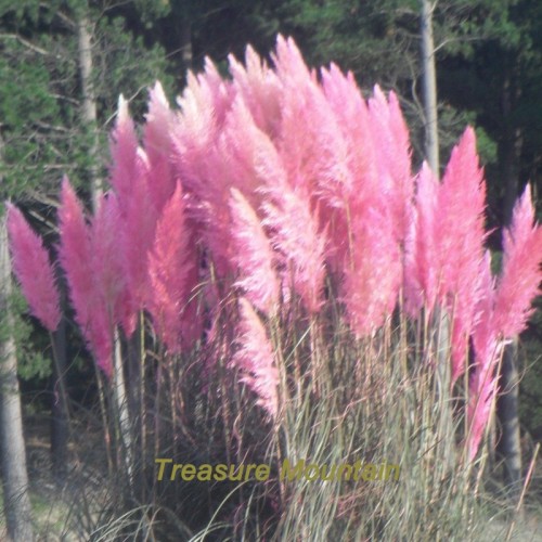 1 Professional Pack Pink Pampas Grass Cortaderia Selloana Ornamental Showy Grass #NF223
