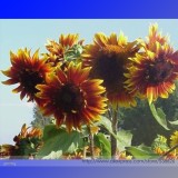 The Joker Beautiful Bicolor Ornamental Sunflower Seeds, Professional Pack, 15 Seeds / Pack, Blooms A Lovely Addition To Yard