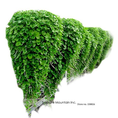 Hanging Green Creeping Dichondra Ornamental Leaves Plant Seeds, Professional Pack, 1000 Seeds / Pack, Very Interesting