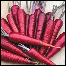 BELLFARM Carrot Heirloom Blood Red Vegetables Seeds, 100 Seeds, a lovely organic tasty vegetables E4244