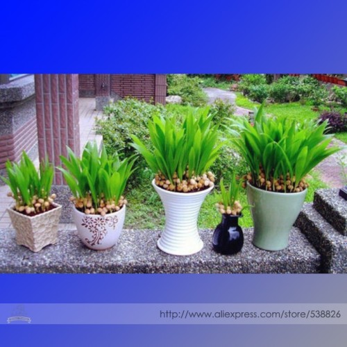 Bonsai DIY 'Little Forest' Chinese Fan Palm (livistona chinensis) Seeds, Professional Pack, 10 Seeds / Pack, Evergreen