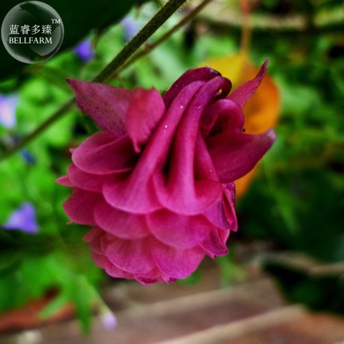 Burnished Rose Pink Aquilegia Columbine seeds, professional pack, 50 Seeds TS300T