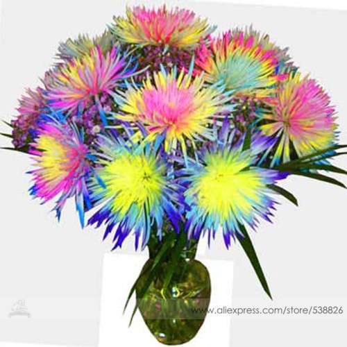 the Rarest Rainbow Chrysanthemum Flower Bonsai Seeds, Professional Pack, 100 Seeds / Pack #NF576