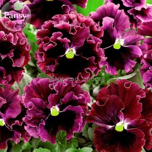 Rare Wavy Purple Black Pansy Flowers, 20 Seeds, new attractive butterfly handy plants E3662