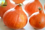 Red Kuri Winter Squash Seeds, Professional Pack, 10 Seeds / Pack, lovely, Teardrop Shaped Mini Hubbard with Bright Orange Skin