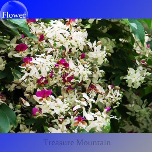 Heirloom Lysidice Rhodostegia Hance Tree Seeds, Professional Pack, 5 Seeds / Pack, very beautiful flowers TS206T