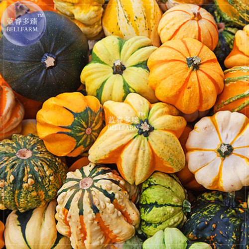 BELLFARM Mixed Gourds Ornamental Pumpkin *Seeds(no soil), 10pcs, professional pack, edible Cucurbita Pepo