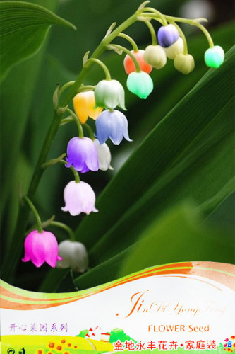 1 Professional Pack, approx 10 Seeds / Pack, Convallaria Majalis Colorful Lily of the Valley Orchid Seed #NF370