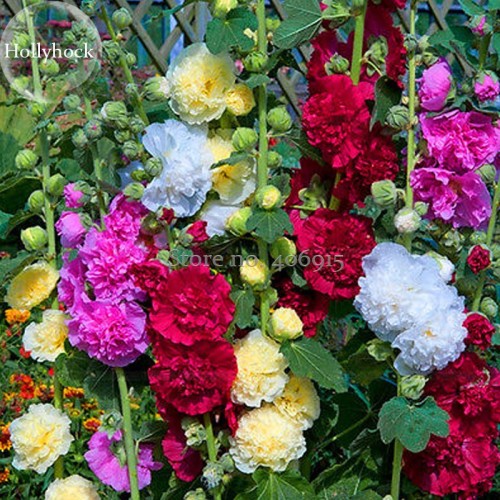 Perennial Colorful Corrugated Hollyhock, 20 Seeds,attractive butterfly beautify the environment light up your garden E3612