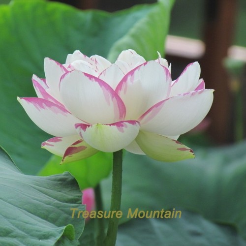 1 Professional Pack, 1 seeds / pack, 'Shalina' White Lotus Flower Water Lily Flower Aquatic Plants DIY #NF216
