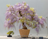 1 Professional Pack, 100 seeds / pack, Bonsai Chinese Wisteria Seeds Top Quality Seeds #NF237
