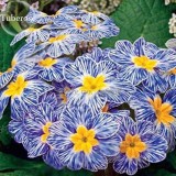 Rare Blue White Striped Evening Primrose with yellow eyes, 30 Seeds, cordate telosma night willow herb light up your garden