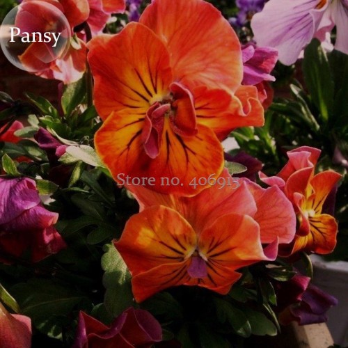 Rare Heirloom Beautiful Orange Pansy, 30 Seeds, cold-resistant high survival rate light up your garden E3604