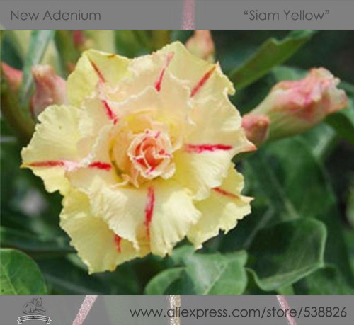 1 Professional Pack, 2 seeds / pack, Rosy Adenium Obesum Siam Yellow Desert Rose Flowers Seeds #NF296
