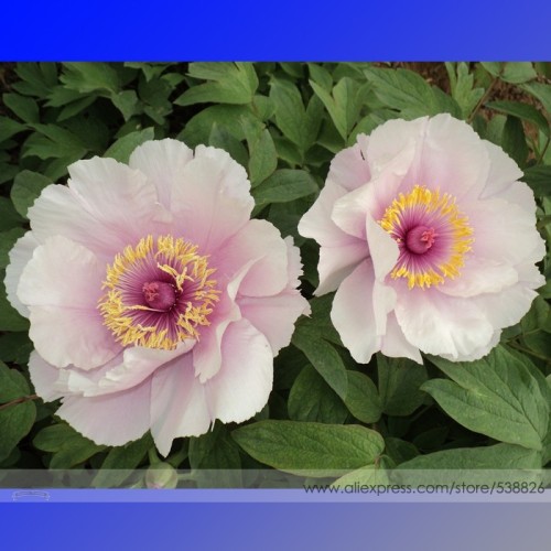 Heirloom 'Feng Nv' Light Pink Tree Peony Flower Seeds, Professional Pack, 5 Seeds / Pack, Fragrant Garden Flower #NF737