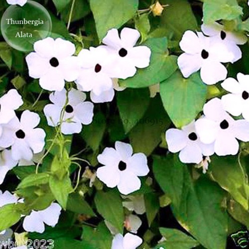 Thunbergian White Morning Glory with Black Eyed Susan Flowers, 20 seeds, vine climbing flowers E3776