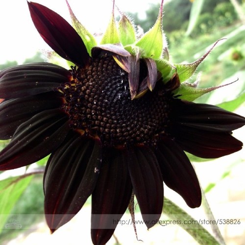 Heirloom Black Univalve Sunflower Seeds, Professional Pack, 300 Seeds / Pack, True Variety DIY Garden Plant #TS035