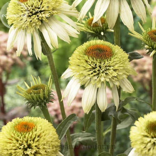 'Coconut Lime' Echinacea, 100 Seeds, coneflower single row of green out petals w/ a cluster of green flocky orange center petals