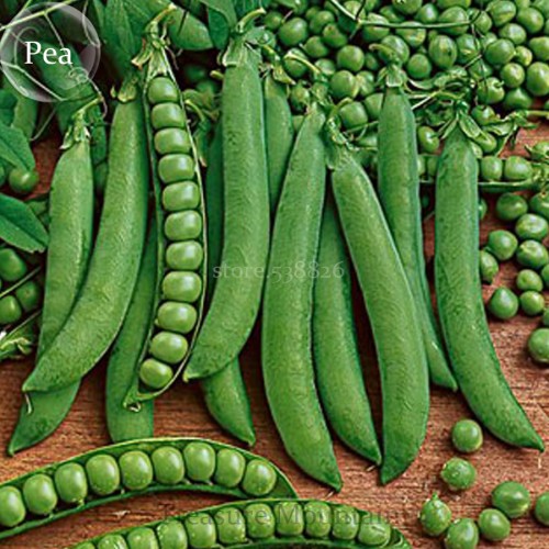 Heirloom Organic Green Arrow Pea Vegetable Seeds, Professional Pack, 500 Seeds / Pack, Excellent Sweet Garden Pea