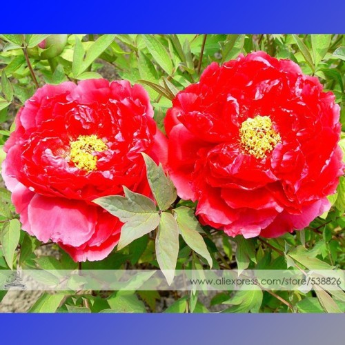 Fire Red Chinese Peony Flower Seeds, 1 Professional Pack, 5 Seeds / Pack, Rare 'Hong Shao Zhu' Tree Peony #NF561