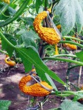 Golden Swan Melon Pumpkin Seeds, professional pack, 6 Seeds, Cucurbita Ornamental Vegetable Seeds TS301T