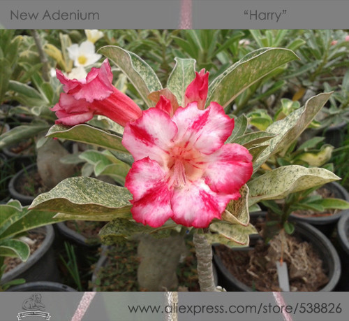 1 Professional Pack, 2 seeds / pack, Variegated Adenium Obesum Harry Desert Rose Flowers Seeds #NF290