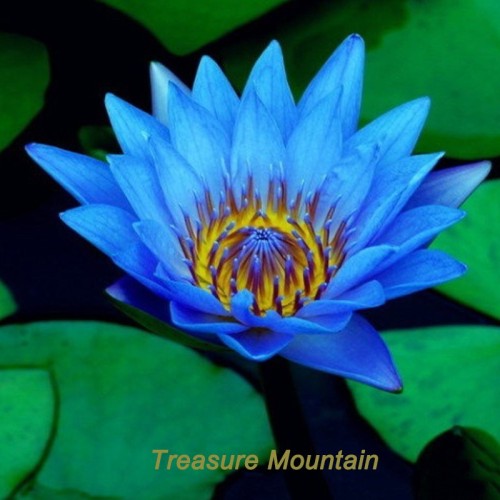 1 Professional Pack, 1 seed / pack, Dark Blue Nymphaea Caerulea China Water Lily Pad Flower Pond Seeds #NF171