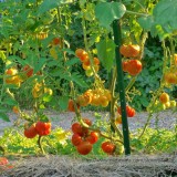 'Old German'  Rare Organic Heirloom Tomato Seeds, Professional Pack, 100 Seeds / Pack, Lycopersicon Esculentum Tasty #NF957