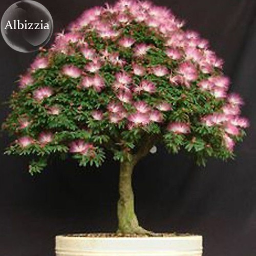 Silk Floss Tree Albizzia Julibrissin Bonsai Nemu Tree, 10 Seeds, ornamental albizia flower mimosa tree E3812