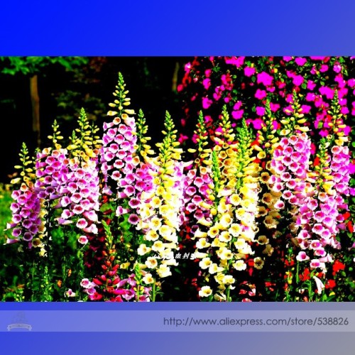Digitalis Purpurea Mixed Foxgloves Perennial Flower Seeds, Professional Pack, 5,000 Seeds / Pack #TS036